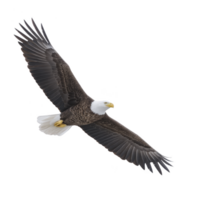 Majestic bald eagle soars through sky. its wings fully extended and feathers detailed against clear backdrop. bird sharp gaze and powerful presence evoke sense of freedom and strength png