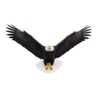 Majestic bald eagle with outstretched wings soars gracefully against clear background, showcasing its powerful presence and striking features png
