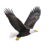 Majestic bald eagle soars through sky, showcasing its impressive wingspan and sharp gaze. bird white head contrasts with its dark body, symbolizing freedom and strength png