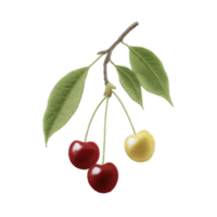 Branch with two red cherries and one yellow cherry, accompanied by green leaves, is depicted in detailed illustration. vibrant colors and realistic texture create fresh and natural appearance png