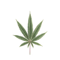 Single green cannabis leaf isolated on transparency background, showcasing its distinct serrated edges and symmetrical shape. image highlights natural texture and vibrant color of leaf png