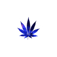 Vibrant blue cannabis leaf with galaxy pattern stands out against transparency background, creating striking and artistic visual png