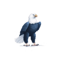 Majestic bald eagle stands proudly with its striking white head and dark body, symbolizing strength and freedom. Its sharp gaze and powerful stance convey sense of authority png
