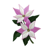 Two pink and white embroidered flowers with green leaves create delicate and artistic design. intricate stitching highlights floral pattern, adding elegance and charm png