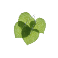 Three vibrant green leaves with visible veins are arranged against transparency background, creating striking contrast. leaves intricate vein patterns are highlighted by light png