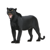 Fierce black panther stands with its mouth open, showcasing sharp teeth and powerful stance. sleek, dark fur and intense gaze convey strength and agility png