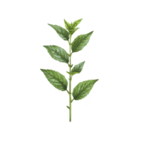 Single green basil plant with multiple leaves on stem, isolated on transparency background. fresh leaves are vibrant and detailed, showcasing plant natural texture png