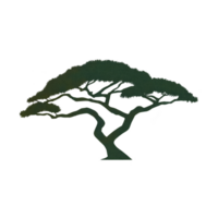 Silhouette of tree with wide canopy and twisting branches creates striking and artistic design. dark green color adds depth and natural feel to image png