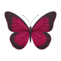 Vibrant pink and black butterfly with detailed wing patterns is displayed against transparency background, showcasing its intricate design and symmetry png