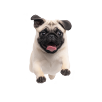 A playful pug with joyful expression is leaping forward, showcasing its adorable features and lively personality. dog light fur contrasts with its dark face and ears png