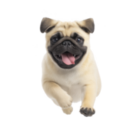 A playful pug with joyful expression is running forward, showcasing its adorable features and lively personality. dog light fur contrasts with its dark face, adding to its charm png