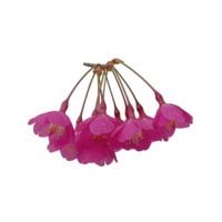 A cluster of vibrant pink cherry blossoms with delicate petals and yellow stamens is beautifully displayed against plain background, highlighting their natural elegance png