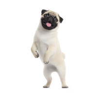 A playful pug stands on its hind legs with joyful expression, showcasing its cute and lively nature. dog light fur contrasts with its dark face and ears, adding to its charm png