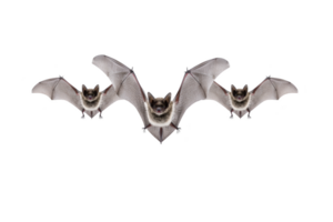 A three bats flying in formation with outstretched wings against transparency background, showcasing their intricate wing structure and nocturnal nature png