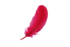 A vibrant red feather with soft, delicate barbs and smooth texture, isolated on transparency background, symbolizing lightness and elegance png