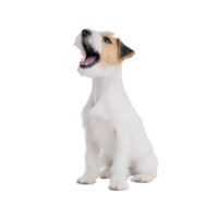 A small, white and brown dog with open mouth appears to be barking or howling, sitting against plain background. dog fur is short and its ears are perked up, giving alert expression png