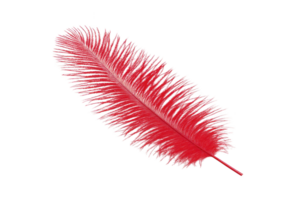 A vibrant red feather with intricate details and soft texture, isolated on transparency background, evokes sense of elegance and lightness png