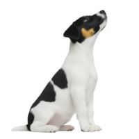 A small, attentive black and white puppy with tan markings sits and looks upward against transparency background. puppy ears are perked, and its expression is curious and alert png