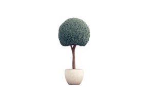 A small, round topiary tree in white pot stands against plain background, showcasing its neatly trimmed foliage and elegant simplicity png