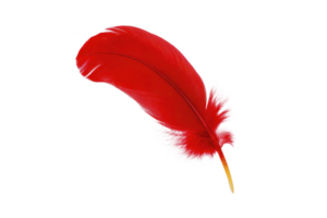 A vibrant red feather with soft, delicate barbs and smooth texture, isolated on transparency background, symbolizing elegance and lightness png