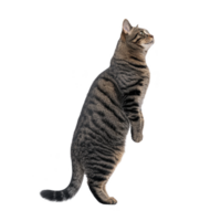 Tabby cat stands on its hind legs, looking upward with curiosity. cat fur features distinct stripes and soft texture, creating playful and engaging scene png
