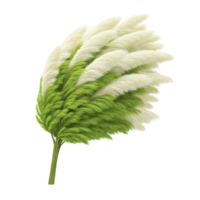 Bunch of fluffy, white pampas grass with green stems is arranged in fan shape, creating soft and elegant appearance. texture is feathery and delicate, perfect for decor png