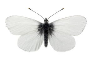 This shows white butterfly with black markings its wings, isolated transparency background. butterfly delicate wings are spread open, showcasing its intricate patterns.white butterfly with black png