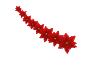 A vibrant garland of red poinsettia flowers arranged in curved line, creating festive and elegant decoration. bright red petals and yellow centers add touch of holiday cheer png