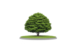 Lush green tree with rounded canopy stands on small circular patch of grass, isolated on transparency background. vibrant foliage creates sense of tranquility and natural beauty png