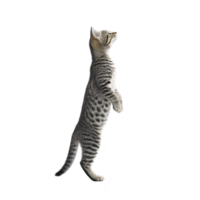Curious tabby cat stands on its hind legs, gazing upward with interest. cat fur is mix of gray and black stripes, and its posture suggests playfulness and alertness png