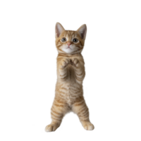 Playful orange tabby kitten stands on its hind legs with curious expression, showcasing its adorable and lively nature. kitten fur is soft and striped, adding to its charm png