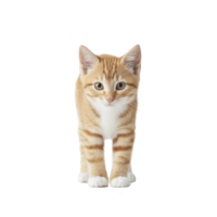 Cute ginger tabby kitten with white paws stands against plain background, looking directly at camera with inquisitive expression png