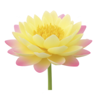 Vibrant yellow and pink lotus flower with delicate petals and serene appearance, symbolizing purity and enlightenment. flower is isolated on transparency background png