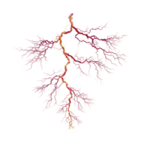 This features vibrant, abstract depiction of branching structure resembling lightning bolt or neural network, with intricate red and yellow lines against transparency background. design is dynamic png