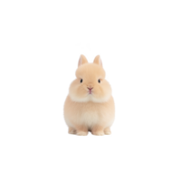 Cute, fluffy beige rabbit sits facing forward against transparency background, showcasing its soft fur and adorable expression. simplicity of image highlights rabbit charm png