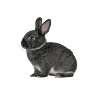 Cute black rabbit with white accents sits calmly, showcasing its soft fur and alert ears. rabbit gentle expression and detailed fur texture create lifelike appearance png