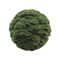 Spherical tree with lush green foliage creates unique and captivating natural sculpture, resembling perfectly round topiary. dense leaves form textured surface png
