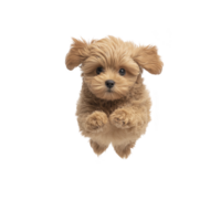 Fluffy brown puppy with playful expression is jumping up, showcasing its soft fur and adorable features against transparency background png