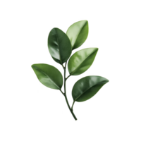 Branch with vibrant green leaves is displayed against transparency background, showcasing natural beauty and simplicity. leaves have glossy texture, adding fresh and lively feel png