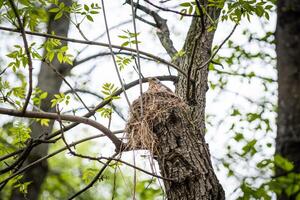 Bird Nesting in Tree Observed from Below in Forest photo