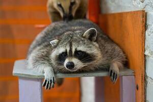 Lazy Raccoon Resting on a Bench Observed by Coati photo