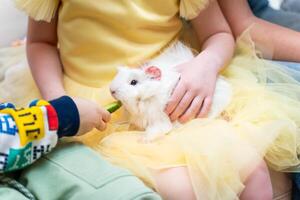 Child Feeding Guinea Pig a Cucumber Slice on Lap photo