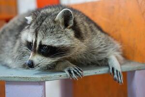 Raccoon Resting on a Bench with Curious Expression photo