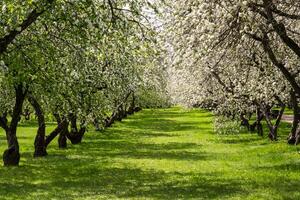 Blossoming Orchard Trees in Springtime photo