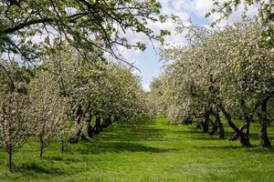 Blooming Apple Orchard on Sunny Day in Springtime photo