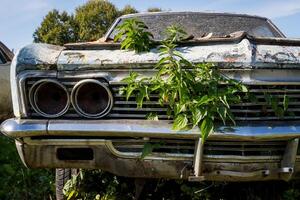 Abandoned Car with Overgrown Weeds on Front Yard photo