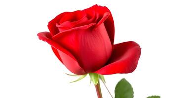 Vivid red rose unfolds its velvety petals against a crisp white background, a symbol of passion. photo