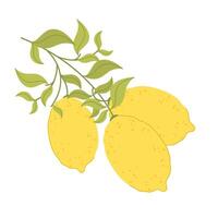 Three ripe lemons on a branch. Citrus icon. Illustration in flat style on white background. vector