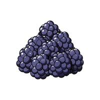 Pile of plump blackberries on a white background graphic vector
