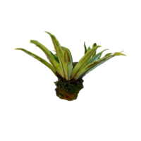 Birds Nest Fern or splenium nidus with lush green fronds and dark midrib patterns, growing on mossy wood. Isolated on transparent background for botanical or design use. png